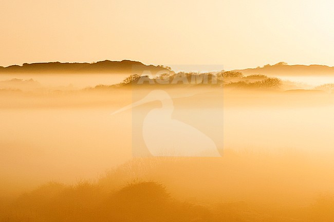 Misty dunes at Katwijk in spring stock-image by Agami/Marc Guyt,