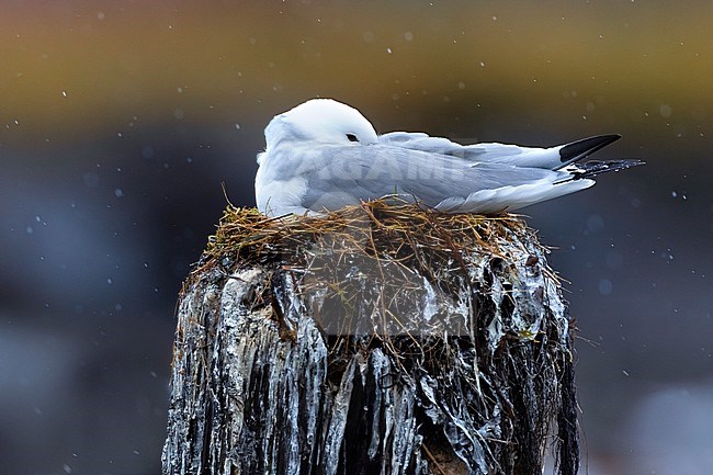 Black-legged Kittiwake, Rissa tridactyla, in Norway. Adult on its nest. stock-image by Agami/Daniele Occhiato,