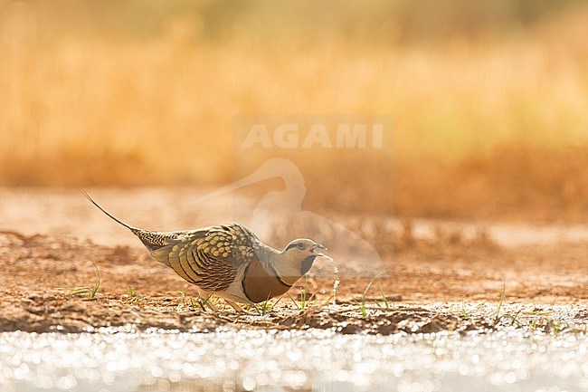 Pin-tailed Sandgrouse (Pterocles alchata) on the steppes of Belchite, Spain. Male drinking at water hole. stock-image by Agami/Marc Guyt,