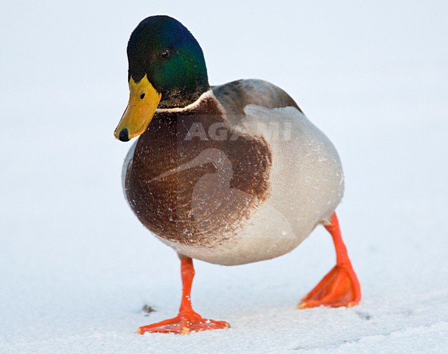 Mannetje Wilde Eend op ijs; Male Mallard on ice stock-image by Agami/Marc Guyt,