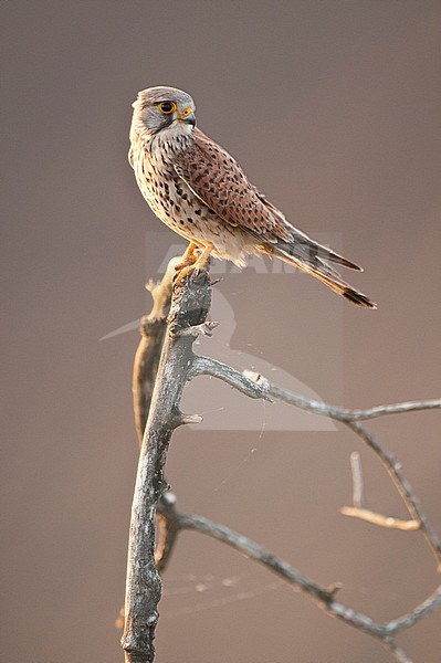 Torenvalk, Common Kestrel stock-image by Agami/Bence Mate,