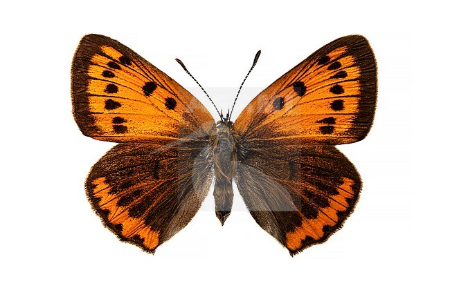 Grote vuurvlinder, Large Copper, Lycaena dispar batava stock-image by Agami/Wil Leurs,