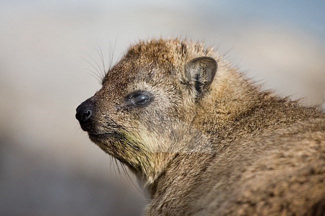 Close-up van een Klipdas; Close up of Rock Hyrax stock-image by Agami/Marc Guyt,