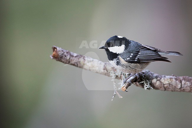 Coal Tit (Parus ater ssp. ater), Germany (Baden-Württemberg) stock-image by Agami/Ralph Martin,