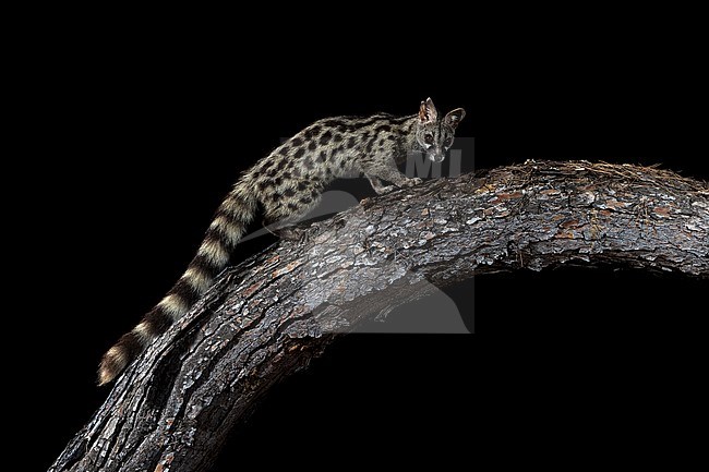 Male Common Genet sitting on a trunk in Cala Salada, San Antoni de Portimany, Ibiza, Spain. July 13, 2018. stock-image by Agami/Vincent Legrand,