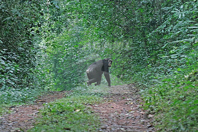  stock-image by Agami/Pete Morris,