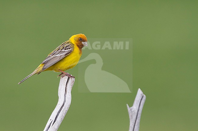 Red-headed Bunting - Braunkopfammer - Emberiza bruniceps, Kazakhstan, adult male stock-image by Agami/Ralph Martin,