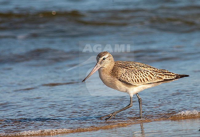 Autumn plumaged Bar-tailed Godwit (Limosa lapponica) on the beach of Vlieland, Netherlands. stock-image by Agami/Marc Guyt,