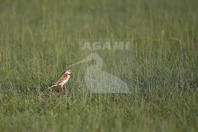 A singing adult male Mongolian lark (Melanocorypha mongolica) in fresh green grassland near Choibalsan in Dornord Aimag, Mongolia stock-image by Agami/Mathias Putze,