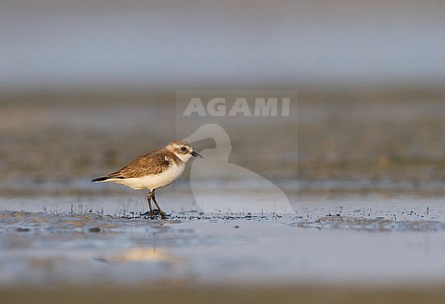 Lesser Sand Plover - Mongolenregenpfeifer - Charadrius mongolus, Oman, nonbreeding stock-image by Agami/Ralph Martin,
