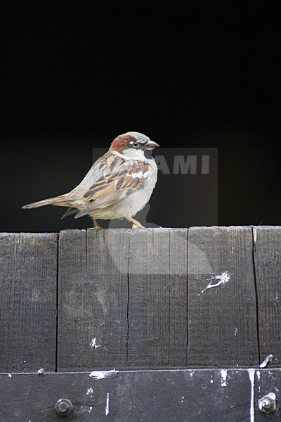 Huismus zittend op hek; House Sparrow perched on fench stock-image by Agami/Jacques van der Neut,