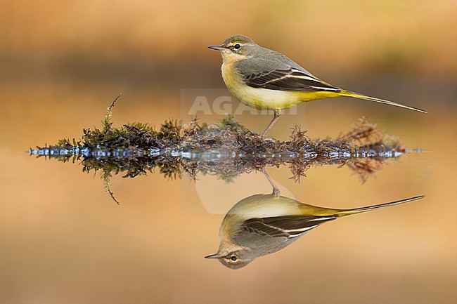 Grey Wagtail, Motacilla cinerea, in Italy. stock-image by Agami/Daniele Occhiato,