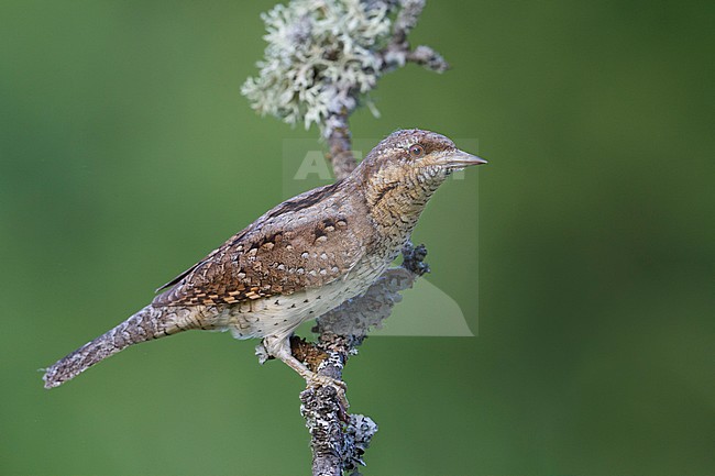 Eurasian Wryneck - Wendehals - Jynx torquilla ssp. torquilla, Germany, adult stock-image by Agami/Ralph Martin,