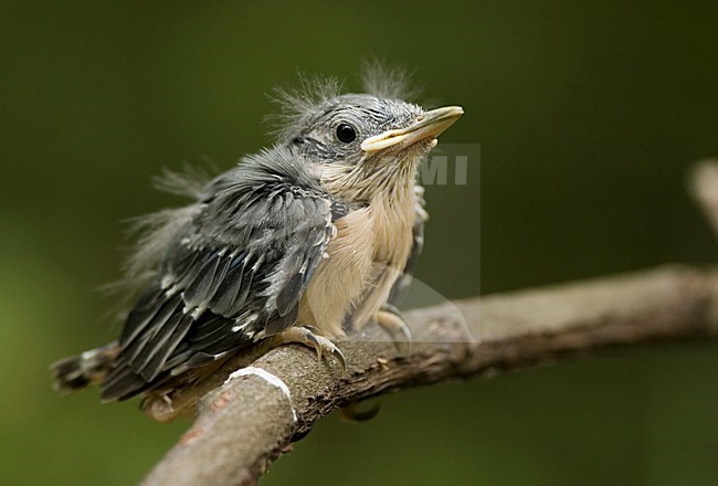 Pas uitgevlogen Boomklever; Eurasian Nuthatch just fledged stock-image by Agami/Han Bouwmeester,