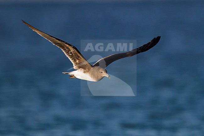 Sooty Gull - Hemprichmöwe - Larus hemprichii, Oman, 3rd cy stock-image by Agami/Ralph Martin,