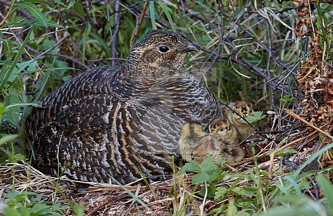 Vrouwtje Korhoen op nest met jongen, Black Grouse female on nest with chicks stock-image by Agami/Markus Varesvuo,