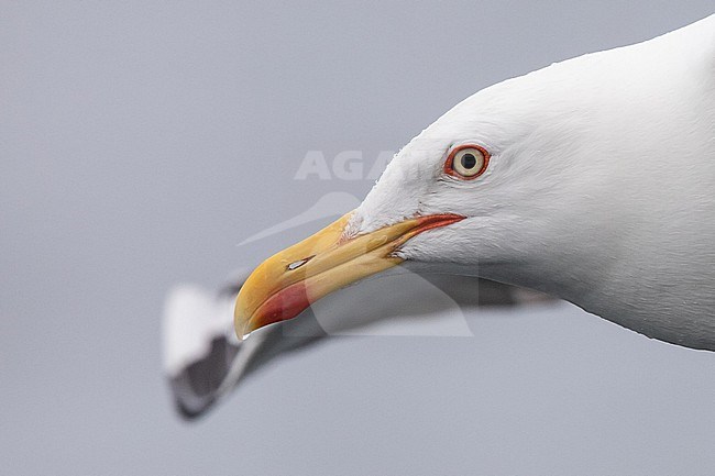 Portrait of an adult Lesser black-backed gull (Larus fuscus), graellsii subspecies, flying against a grey sky as background. stock-image by Agami/Sylvain Reyt,