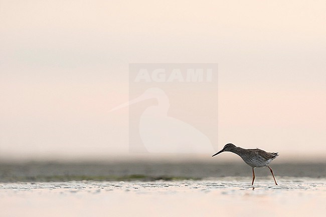 Common Redshank - Rotschenkel - Tringa totanus ssp. totanus, Germany, juvenile stock-image by Agami/Ralph Martin,