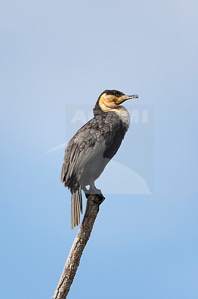 A Great cormorant, Phalocrocorax carbo, perched on a tree branch. Kenya, Africa. stock-image by Agami/Sergio Pitamitz,