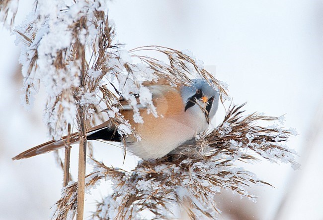 Bearded Tit, Panurus biarmicus stock-image by Agami/Marc Guyt,