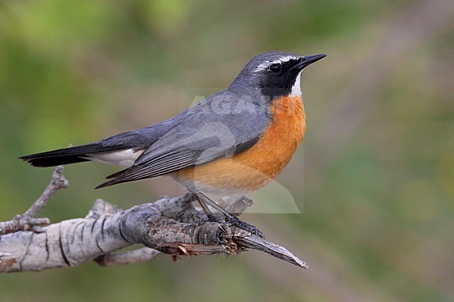 Perzische Roodborst zittend op tak; White-throated Robin perched on branch stock-image by Agami/Daniele Occhiato,