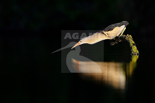 fishing Little Bittern; stock-image by Agami/Chris van Rijswijk,