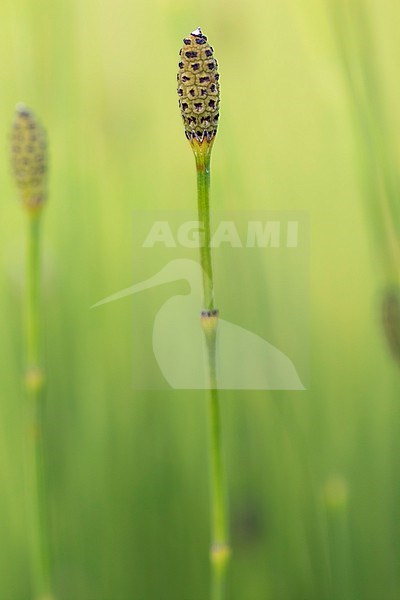 Boston Horsetail, Equisetum ramosissimum stock-image by Agami/Wil Leurs,