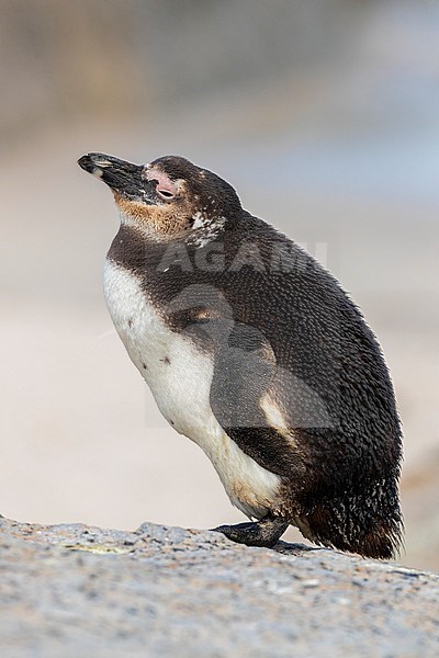 African Penguin (Spheniscus demersus), juvenile standing on a rock, Western Cape, South Africa stock-image by Agami/Saverio Gatto,