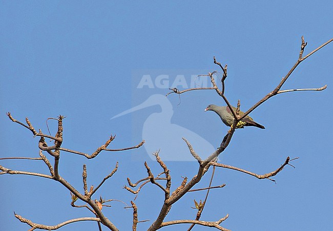 Pemba Green Pigeon (Treron pembaensis) in Tanzania. stock-image by Agami/Pete Morris,