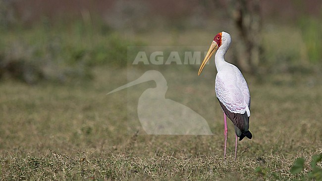 Adult Yellow-billed Stork (Mycteria ibis) in perfect breeding plumage at the grasslands around Lake Chamo in Ethiopia stock-image by Agami/Mathias Putze,