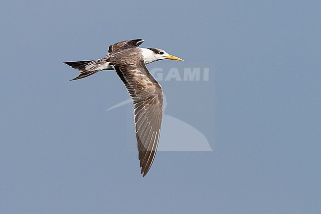Greater Crested Tern - Eilseeschwalbe - Thalasseus bergii velox, Oman, 1st cy stock-image by Agami/Ralph Martin,