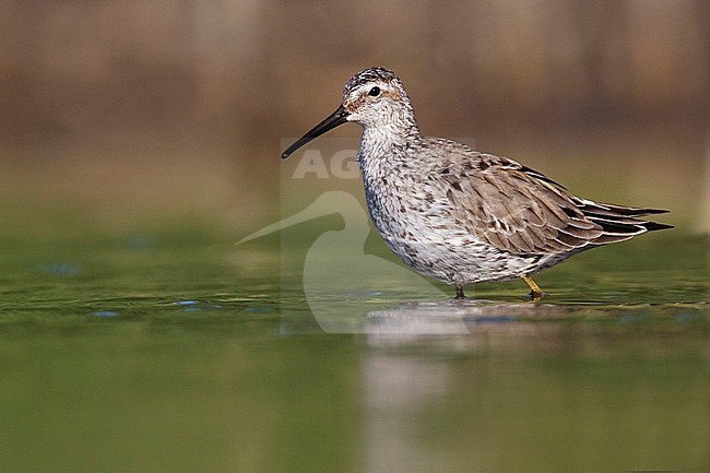Adult in transition to breeding
Galveston Co., TX
April 2010 stock-image by Agami/Brian E Small,