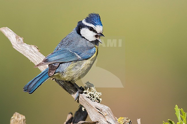 African Blue Tit (Cyanstes teneriffae), adult perched on a branch stock-image by Agami/Saverio Gatto,
