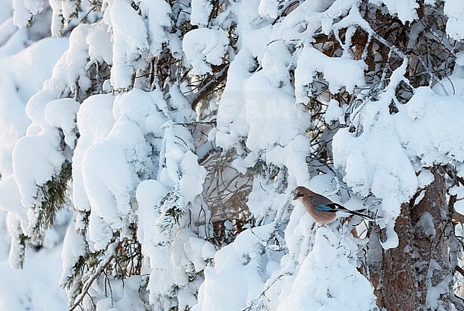 Eurasian Jay (Garrulus glandarius) wintering in snow covered natural habitat in Kuusamo in northern Finland. stock-image by Agami/Markus Varesvuo,