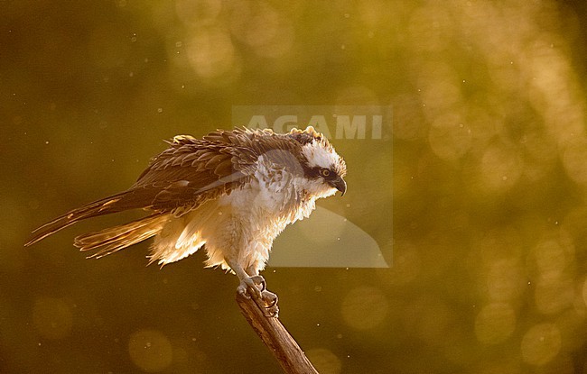 Osprey, Pandion haliaetus, in the Netherlands. Perched with backlight. stock-image by Agami/Han Bouwmeester,