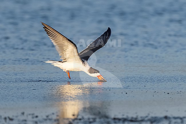Black Skimmer (Rynchops niger) flying over water in Florida USA. stock-image by Agami/Marcel Burkhardt,