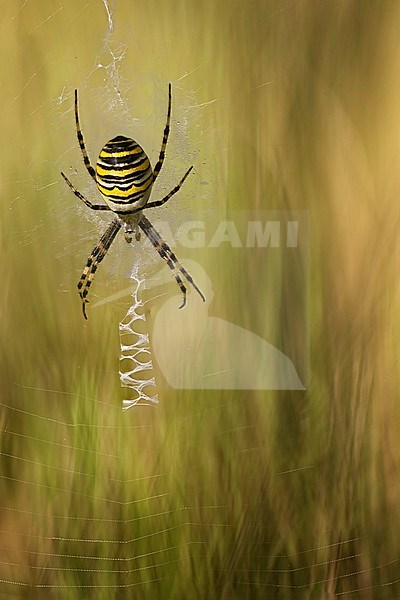 Wespenspin; Wasp Spider stock-image by Agami/Rob Olivier,