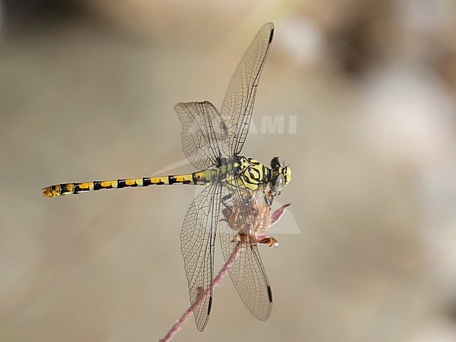 Vrouwtje Kleine tanglibel (ssp. albotibialis), Female Onychogomphus forcipatus (ssp. albotibialis) stock-image by Agami/Wil Leurs,