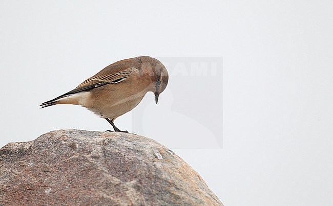 Greenlandic Northern Wheatear, Oenanthe oenanthe leucorhoa, Hastholm, Denmark. (Presumed leucorhoa due to structure and color). stock-image by Agami/Helge Sorensen,