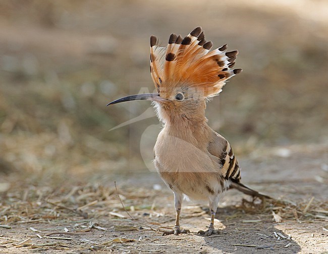 Eurasian Hoopoe perched on the ground showing crest; Hop zittend op de grond met opgezette kuif stock-image by Agami/Markus Varesvuo,