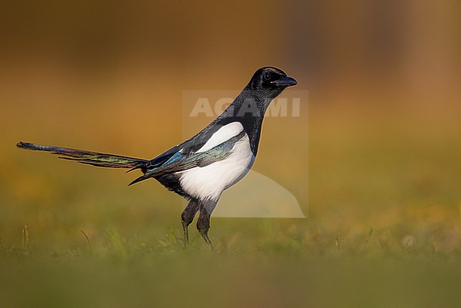 Eurasian Magpie, Pica pica, in Italy. stock-image by Agami/Daniele Occhiato,