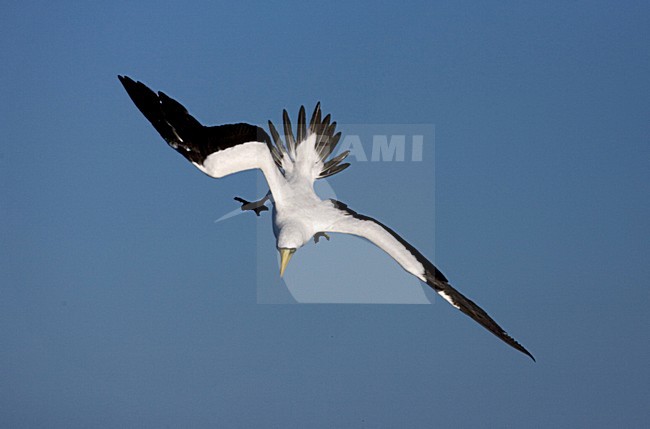 Duikende Maskergent; Diving Masked Booby stock-image by Agami/Marc Guyt,
