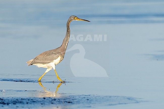 Tricolored Heron (Egretta tricolor) in swamp in Florida USA. stock-image by Agami/Marcel Burkhardt,