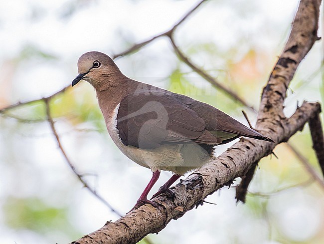 Critically Endangered Grenada Dove (Leptotila wellsi) on the island of Grenada in the Caribbean. Perched on a branch in a dry forest. stock-image by Agami/Pete Morris,