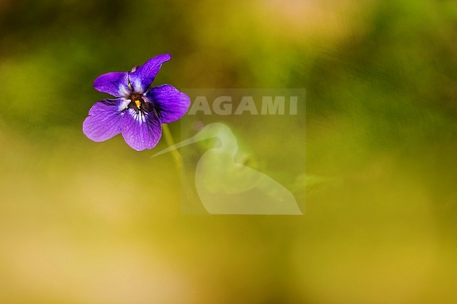 Sweet violet flowers stock-image by Agami/Wil Leurs,