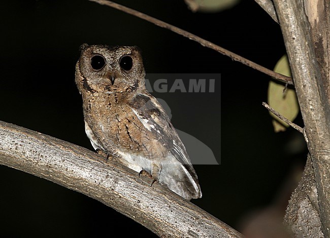 Indian Scops-owl (Otus bakkamoena) at night in a tree stock-image by Agami/James Eaton,