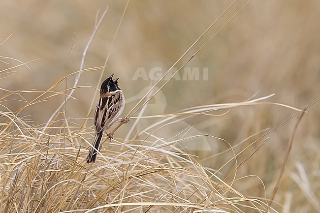 An adult male Japanese Reed Bunting or Ochre-rumped Bunting (Emberiza yessoensis ssp. continentalis) is singing in grassland. The far eastern mongolian population is hundreds of kilometre separated from the chinese or russian population. stock-image by Agami/Mathias Putze,