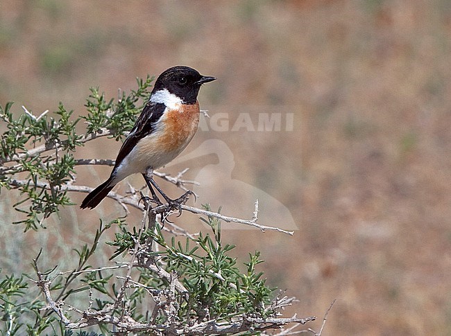 Male Siberian Stonechat (Saxicola maurus) stock-image by Agami/Andy & Gill Swash ,