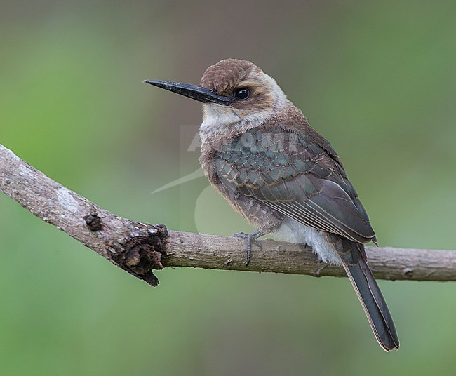 Pale-headed Jacamar (Brachygalba goeringi) at Hato Aurora, Casanare, Colombia. stock-image by Agami/Tom Friedel,