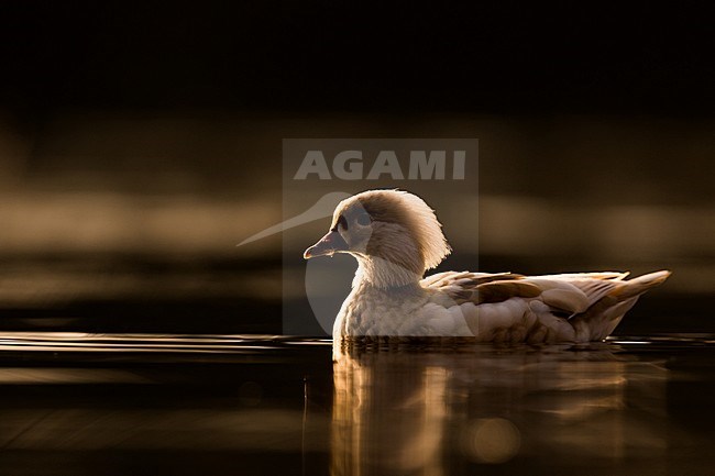 Captive or escaped mutation of Mandarin Duck (Aix galericulata) in Germany. stock-image by Agami/Ralph Martin,